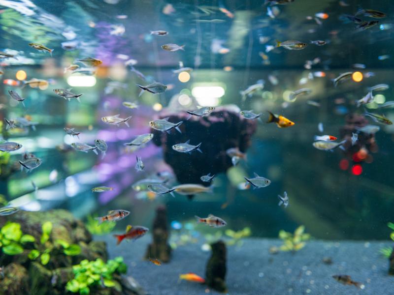 Aquatics and Aquaculture